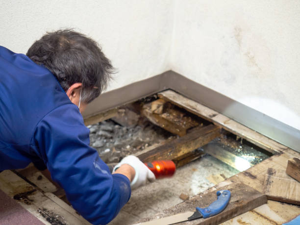Best Toxic Mold Removal  in Wading River, NY