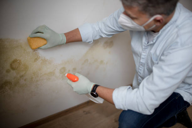 Best Attic Mold Removal  in Wading River, NY