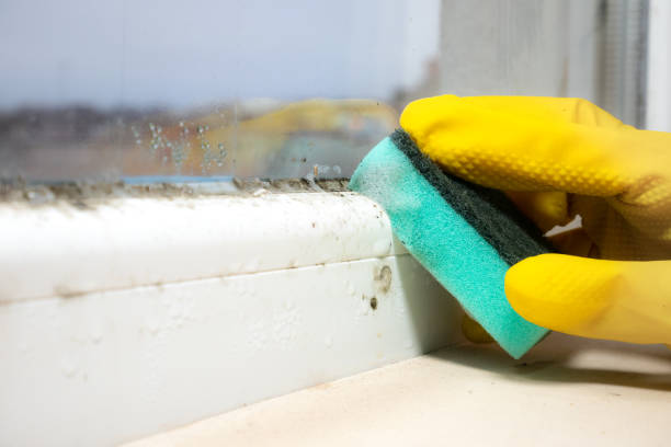 Best Affordable Mold Removal  in Wading River, NY