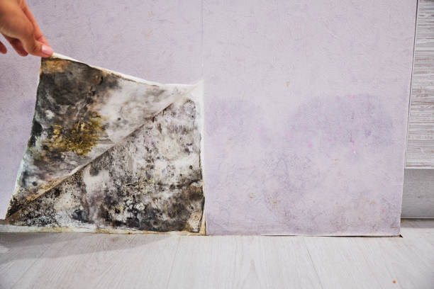 Best Mold Damage Repair  in Wading River, NY
